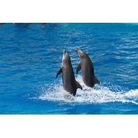 tortola dolphin discovery swim