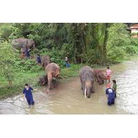 Tong Bai Elephant Foundation Day Trip from Chiang Mai