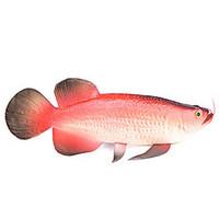 Toy Foods Fish Plastics Unisex