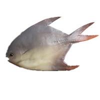 Toy Foods Fish Plastics Unisex