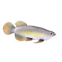 Toy Foods Fish Plastics Unisex