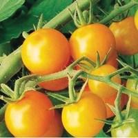 Tomato Sungold 6 Large Plants