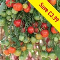 Tomato Tumbling Tom F1 12 Large Plants