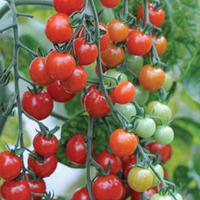 Tomato \'Sweet Aperitif\' - 5 tomato plug plants