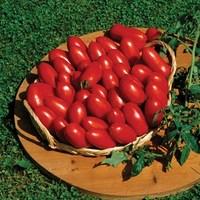 Tomatoes Baby Doc (Italian Speciality) 12 Large Plants