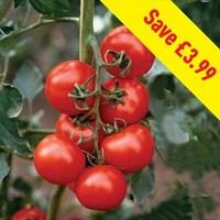 Tomato Shirley F1 12 Large Plants