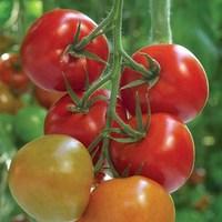 tomato supremo tasty red 1 plant 9cm pot