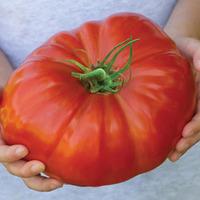 Tomato \'Gigantomo\'® F1 Hybrid - 2 tomato plants in 9cm pots
