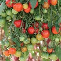 Tomato Tumbling Tom F1 6 Large Plants