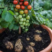 TomTato® - 1 plant in 9cm pot