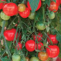 Tomato \'Tumbling Tom Red\' (Seeds) - 1 packet (15 seeds)