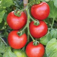 Tomato \'Ailsa Craig\' (Seeds) - 1 packet (65 tomato seeds)