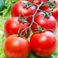 Tomato \'Gardener\'s Delight\' (Seeds) - 1 packet (50 tomato seeds)
