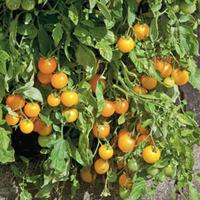 Tomato \'Golden Pearl\' (Seeds) - 1 packet (6 tomato seeds)