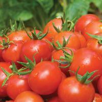 Tomato \'Alicante\' (Seeds) - 1 packet (60 tomato seeds)