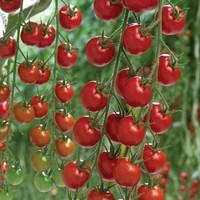 Tomato Supremo Cherry Red 1 Plant 9cm Pot