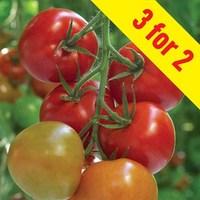 tomato supremo tasty red 3 plants 9cm pot