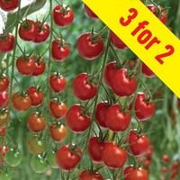 tomato supremo cherry red 3 plants 9cm pot