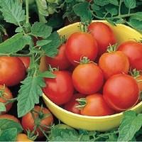 tomato moneymaker 1 plant 9cm pot