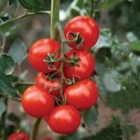 tomato shirley f1 plant 9cm pot