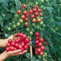 tomato sweet million 6 jumbo plants