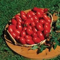 Tomatoes Baby Doc (Italian Speciality) 6 Jumbo Plants