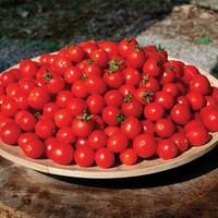 Tomatoes Biliardino (Italian Speciality) 6 Jumbo Plants