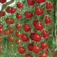 tomato supremo cherry red 1 plant