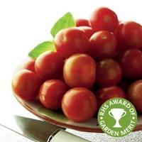 Tomato Gardeners Delight 12 Jumbo Ready Plants Save £4.99