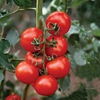 Tomato Shirley F1 6 Jumbo Ready Plants