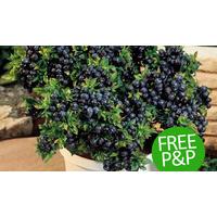 Top-Hat Patio Blueberry Plant Collection - 3 Plants