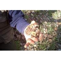 Truffle Hunting in Tuscany: Private Shore Excursion from Livorno Port