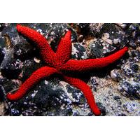 Try Scuba Diving in La Palma