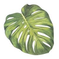 tropical monstera leaf die cut paper placemat sheets