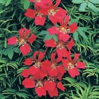 tropaeolum speciosum 4 bare root tropaeolum speciosum plants