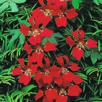 Tropaeolum speciosum - 1 packet (10 tropaeolum speciosum seeds)