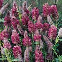 Trifolium rubens - 1 packet (90 ...
