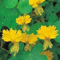 Tropaeolum peregrinum - 1 packet (15 tropaeolum peregrinum seeds)