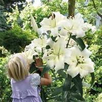 Tree Lily® \'Pretty Woman\' - 10 lily bulbs