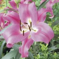 Tree Lily® \'Pink Explosion\' - 3 top-size Tree Lily® bulbs