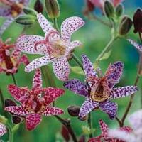 Tricyrtis \'Mixed\' - 6 bare root tricyrtis plants