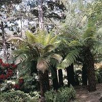 Tree Fern \'House & Garden Mixed\' - 1 packet (14 tree fern seeds)