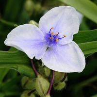 Tradescantia \'Bilberry Ice\' (Large Plant) - 2 x 2 litre potted tradescantia plants