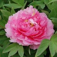 Tree Peony \'Tao Hong Fei Cui\' (Large Plant) - 1 x 6 litre potted plant