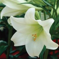 Trumpet Tree Lily - 20 lily bulb...