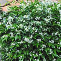 Trachelospermum jasminoides (Large Plant) - 2 x 3 litre potted trachelospermum jasminoides plants