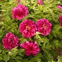 Tree Peony \'Luoyang Hong\' (Large Plant) - 2 x 6 litre potted plants
