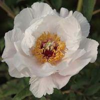 tree peony feng dan bai white phoenix large plant 1 x 6 litre potted p ...