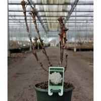 Tree Peony \'Xue Ta\' (Large Plant) - 2 x 6 litre potted plants