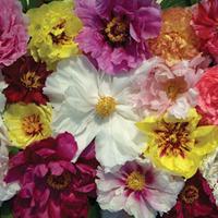 Tree Peony \'Rockii Mixed\' - 1 packet (5 tree peony seeds)